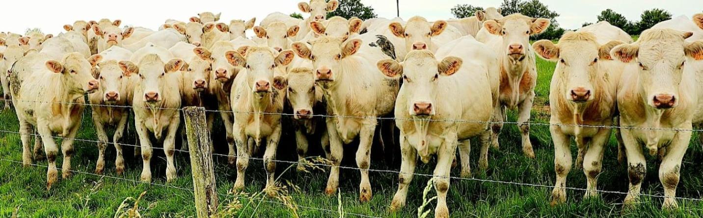 La Vache Tennis Prive Crux-la-Ville Buitenkant foto